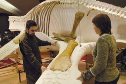 В России впервые обнаружены останки плиозавра 
