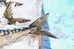 Роспотребнадзор изъял 1,5 тонны рыбы в рамках проверок продуктов в школах и детсадах