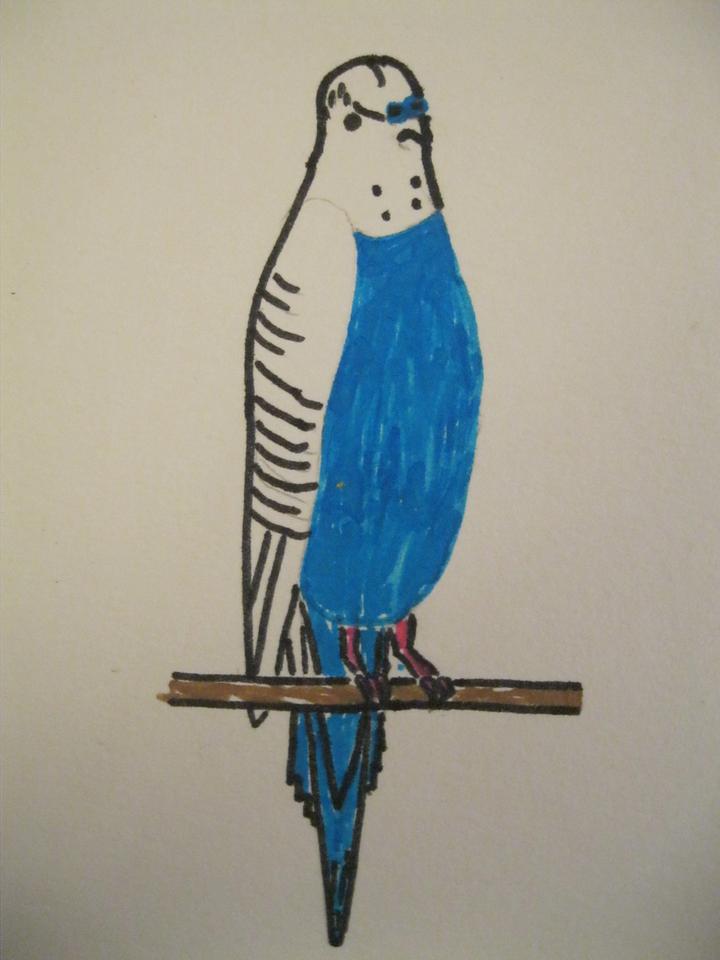 Рисунок "Попугайчик", работа Мухлыниной Виктории, 5 лет.